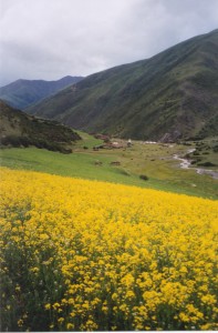 Yellow Flowers